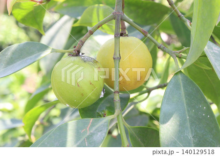 Garcinia cambogia is a tropical fruit plant on farm Garcinia cambogia is a tropical fruit plant on farm 140129518