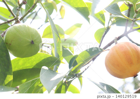 Garcinia cambogia is a tropical fruit plant on farm Garcinia cambogia is a tropical fruit plant on farm 140129519