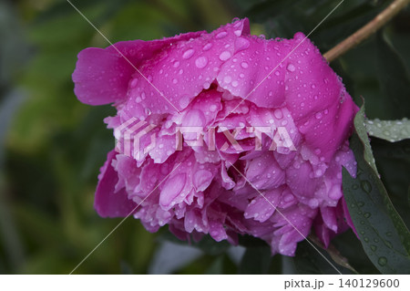 Pink Peony Blossom Covered in Raindrops Side View Pink Peony Blossom Covered in Raindrops Side View 140129600