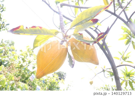 Canistel fruit on tree in farm Canistel fruit on tree in farm 140129713