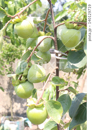raw persimmon on tree in farm 140129719