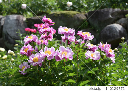 芍薬アラカルト その二 芍薬アラカルト その二 140129771