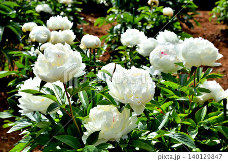 芍薬アラカルト その二 芍薬アラカルト その二 140129847