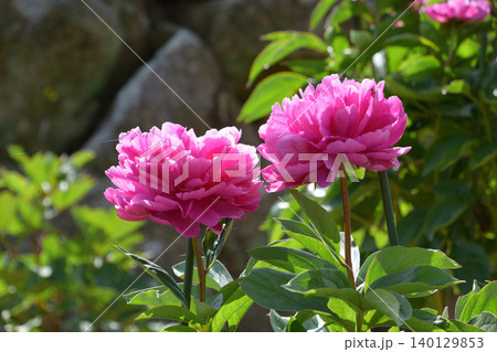 芍薬アラカルト その二 芍薬アラカルト その二 140129853