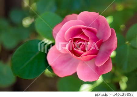 多くの人々の心を癒す色とりどりに咲き誇るバラの花たち 140129855