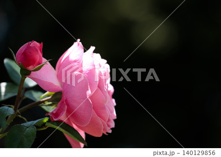 多くの人々の心を癒す色とりどりに咲き誇るバラの花たち 多くの人々の心を癒す色とりどりに咲き誇るバラの花たち 140129856