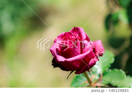 多くの人々の心を癒す色とりどりに咲き誇るバラの花たち 140129883