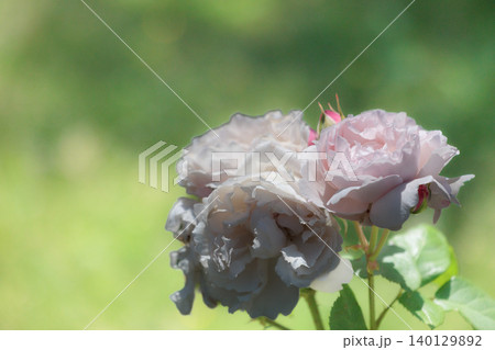 多くの人々の心を癒す色とりどりに咲き誇るバラの花たち 多くの人々の心を癒す色とりどりに咲き誇るバラの花たち 140129892