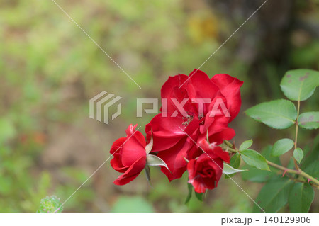 多くの人々の心を癒す色とりどりに咲き誇るバラの花たち 多くの人々の心を癒す色とりどりに咲き誇るバラの花たち 140129906