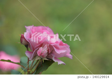 多くの人々の心を癒す色とりどりに咲き誇るバラの花たち 多くの人々の心を癒す色とりどりに咲き誇るバラの花たち 140129914
