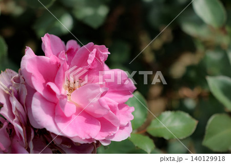 多くの人々の心を癒す色とりどりに咲き誇るバラの花たち 多くの人々の心を癒す色とりどりに咲き誇るバラの花たち 140129918