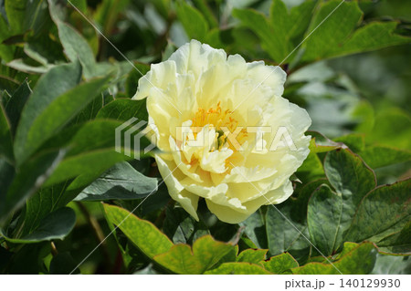 芍薬アラカルト その二 芍薬アラカルト その二 140129930