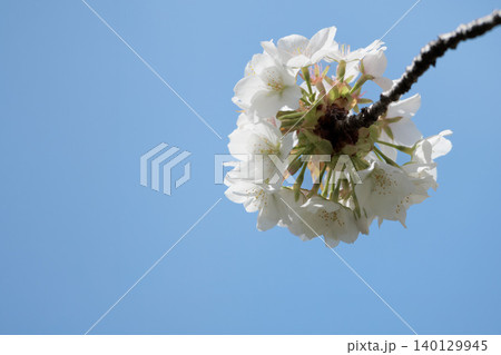 春の陽光を浴びて色とりどりに輝く桜の花たち 春の陽光を浴びて色とりどりに輝く桜の花たち 140129945
