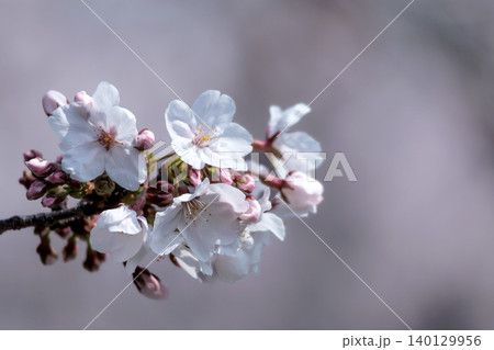 春の陽光を浴びて色とりどりに輝く桜の花たち 140129956