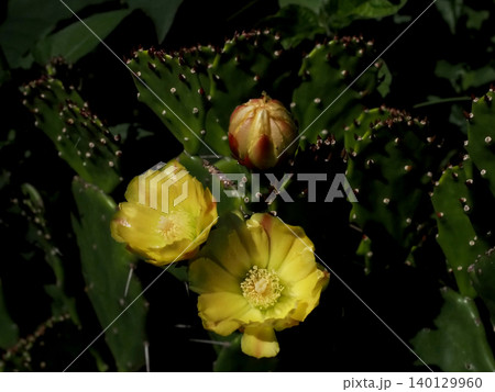 うす日を浴びたウチワサボテンの黄色い花と蕾（二輪の花とつぼみをつけた仙人掌） 140129960