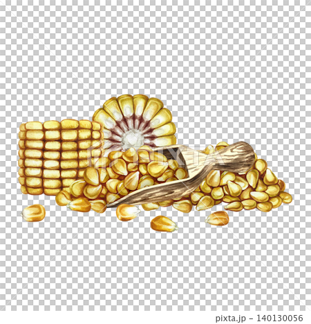 Corn kernels in a wooden scoop and slices of a corn cob. Hand-drawn watercolor illustration. Perfect for labels and packaging, as well as menus, banners, posters, and more. Corn kernels in a wooden scoop and slices of a corn cob. Hand-drawn watercolor illustration. Perfect for labels and packaging, as well as menus, banners, posters, and more. 140130056