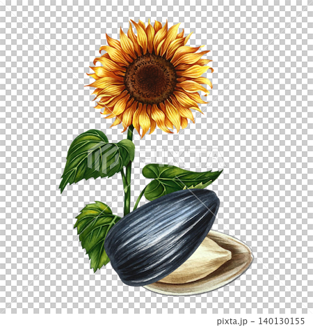 The head of a sunflower flower and its open seed. Hand-drawn watercolor illustration. Element of design for postcards, packaging and labels, posters, banners, and more. The head of a sunflower flower and its open seed. Hand-drawn watercolor illustration. Element of design for postcards, packaging and labels, posters, banners, and more. 140130155