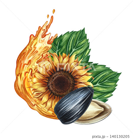 The head of a sunflower flower and its open seed. Hand-drawn watercolor illustration. Splash of sunflower oil. Element of design for postcards, packaging and labels, posters, banners, and more. The head of a sunflower flower and its open seed. Hand-drawn watercolor illustration. Splash of sunflower oil. Element of design for postcards, packaging and labels, posters, banners, and more. 140130205