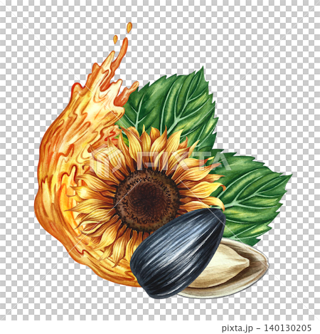 The head of a sunflower flower and its open seed. Hand-drawn watercolor illustration. Splash of sunflower oil. Element of design for postcards, packaging and labels, posters, banners, and more. The head of a sunflower flower and its open seed. Hand-drawn watercolor illustration. Splash of sunflower oil. Element of design for postcards, packaging and labels, posters, banners, and more. 140130205