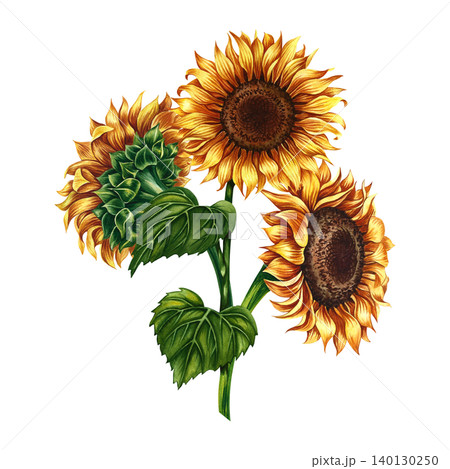 A bouquet of sunflowers. Hand-drawn watercolor illustration. Yellow flowers on an isolated background. An element of design for postcards, packaging and labels, posters, banners, and more. 140130250