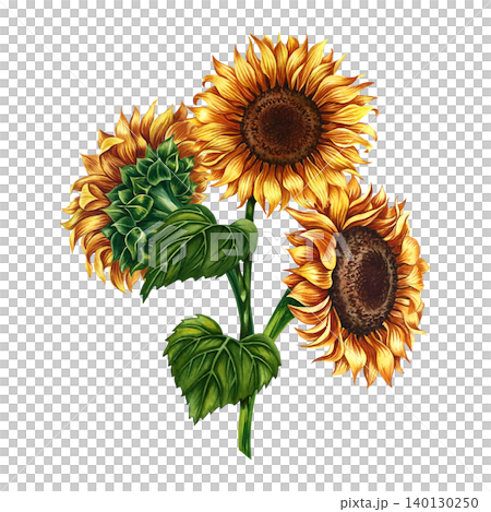 A bouquet of sunflowers. Hand-drawn watercolor illustration. Yellow flowers on an isolated background. An element of design for postcards, packaging and labels, posters, banners, and more. 140130250