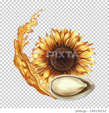 The head of a sunflower flower and its open seed. Hand-drawn watercolor illustration. Splash of sunflower oil. Element of design for postcards, packaging and labels, posters, banners, and more. The head of a sunflower flower and its open seed. Hand-drawn watercolor illustration. Splash of sunflower oil. Element of design for postcards, packaging and labels, posters, banners, and more. 140130252