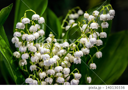 Fresh Lily of the Valley Bouquet With Green Leaves and Dewdrops Fresh Lily of the Valley Bouquet With Green Leaves and Dewdrops 140130336