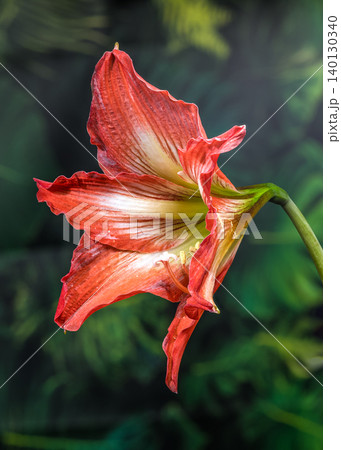 Vibrant Orange Hippeastrum Amaryllis Flowers Against Green Tropical Leaves 140130340