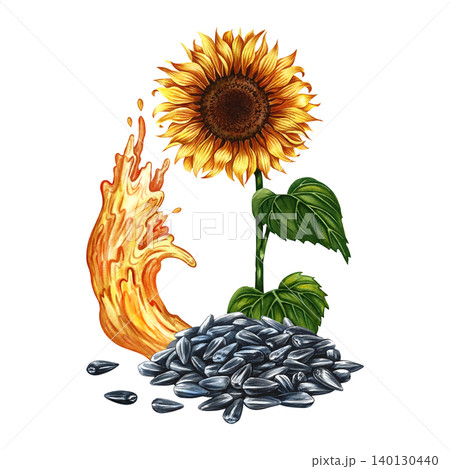 Sunflower oil. Hand-drawn watercolor illustration. A splash of oil, a sunflower flower, and a handful of seeds. An element of label and packaging design, banners, posters, and more. 140130440