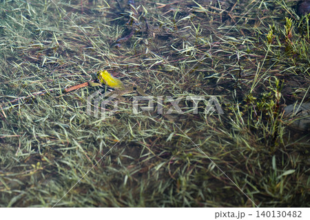 Green marsh frog, Pelophylax ridibundus, sitting in a shallow pond surrounded by dense aquatic grass and plants, wild amphibian in its natural habitat. 140130482