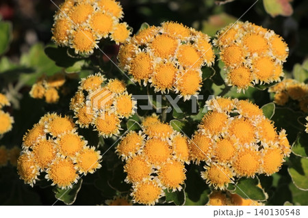 ハナイソギクの花 ハナイソギクの花 140130548