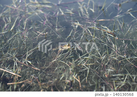 Marsh frog, Pelophylax ridibundus, peeking out of water among dense aquatic grass, wild amphibian camouflage in natural pond habitat. Marsh frog, Pelophylax ridibundus, peeking out of water among dense aquatic grass, wild amphibian camouflage in natural pond habitat. 140130568