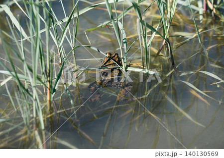 Marsh frog, Pelophylax ridibundus, swimming in a shallow pond hidden among green reeds, wild amphibian camouflage in natural habitat. Marsh frog, Pelophylax ridibundus, swimming in a shallow pond hidden among green reeds, wild amphibian camouflage in natural habitat. 140130569