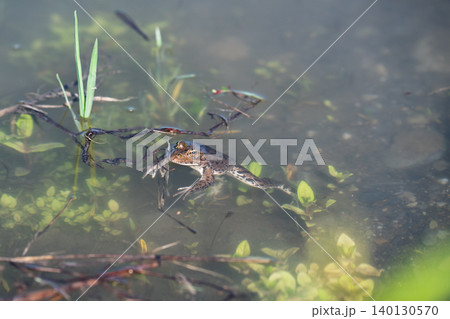 Marsh frog, Pelophylax ridibundus, swimming in transparent pond water near green aquatic plants, wild nature and amphibian biology concept. Marsh frog, Pelophylax ridibundus, swimming in transparent pond water near green aquatic plants, wild nature and amphibian biology concept. 140130570