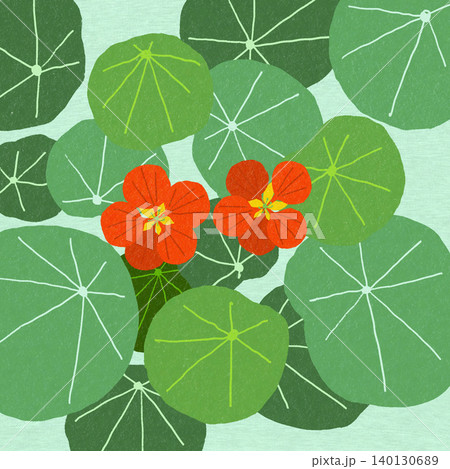 手描きの花のイラスト キンレンカ 手描きの花のイラスト キンレンカ 140130689