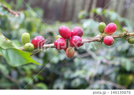 Bunch of Red Coffee Fruits on a Branch with Blurred Background Bunch of Red Coffee Fruits on a Branch with Blurred Background 140130878
