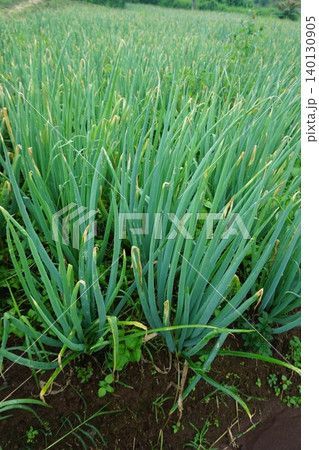 Fresh Green Leeks Growing in a Rural Agricultural Field 140130905