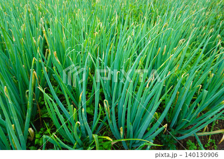 Fresh Green Leeks Growing in a Rural Agricultural Field Fresh Green Leeks Growing in a Rural Agricultural Field 140130906