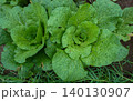 Fresh Green Chinese Cabbage Plants Growing in the Agricultural Field 140130907