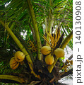 Bunch of Ripe Yellow Coconuts Growing on a Coconut Palm Tree 140130908