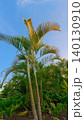 Vibrant Green Palm Fronds with Sunny Sky Copy Space 140130910