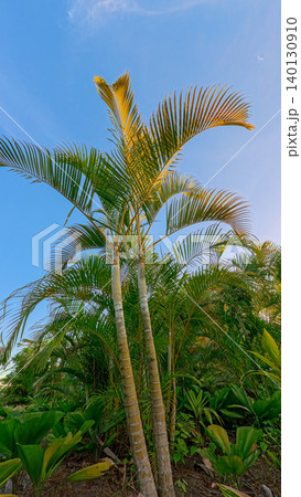 Vibrant Green Palm Fronds with Sunny Sky Copy Space Vibrant Green Palm Fronds with Sunny Sky Copy Space 140130910