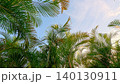 Low Angle View of Tropical Palm Leaves Against a Clear Blue Sky 140130911
