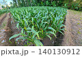 Lush Green Corn Field Plantation in a Rural Agricultural Area 140130912