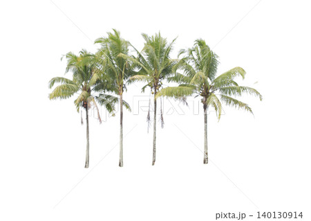 Four Tall Coconut Trees Cutout Set for Architectural Landscaping 140130914