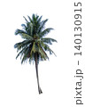 Tall Tropical Coconut Palm Tree Isolated on White Background 140130915