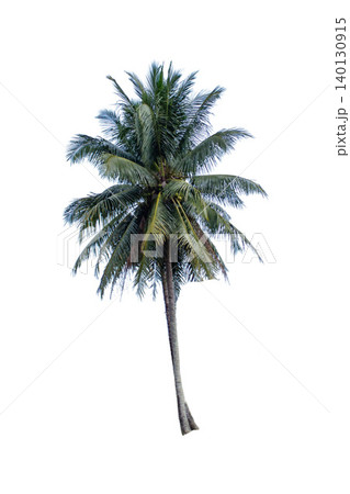 Tall Tropical Coconut Palm Tree Isolated on White Background Tall Tropical Coconut Palm Tree Isolated on White Background 140130915