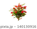 Beautiful Red Bougainvillea Plant Isolated on White Background 140130916