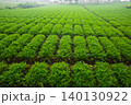 Lush Green Carrot Plants Growing in Rows on a Rural Farm Field 140130922