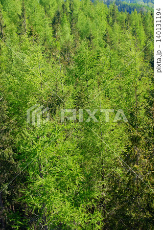 Dense green forest canopy covers a hillside with conifer trees and fresh foliage. Concept of nature background, ecology and woodland landscape. Dense green forest canopy covers a hillside with conifer trees and fresh foliage. Concept of nature background, ecology and woodland landscape. 140131194
